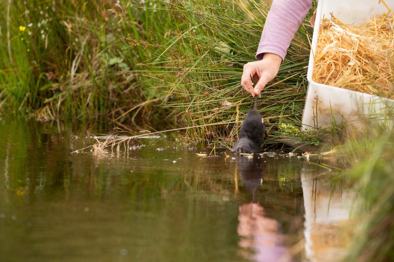 Water vole release at RSPB Wild Haweswater. Photo credit Matthew Laverick, Wild Intrigue