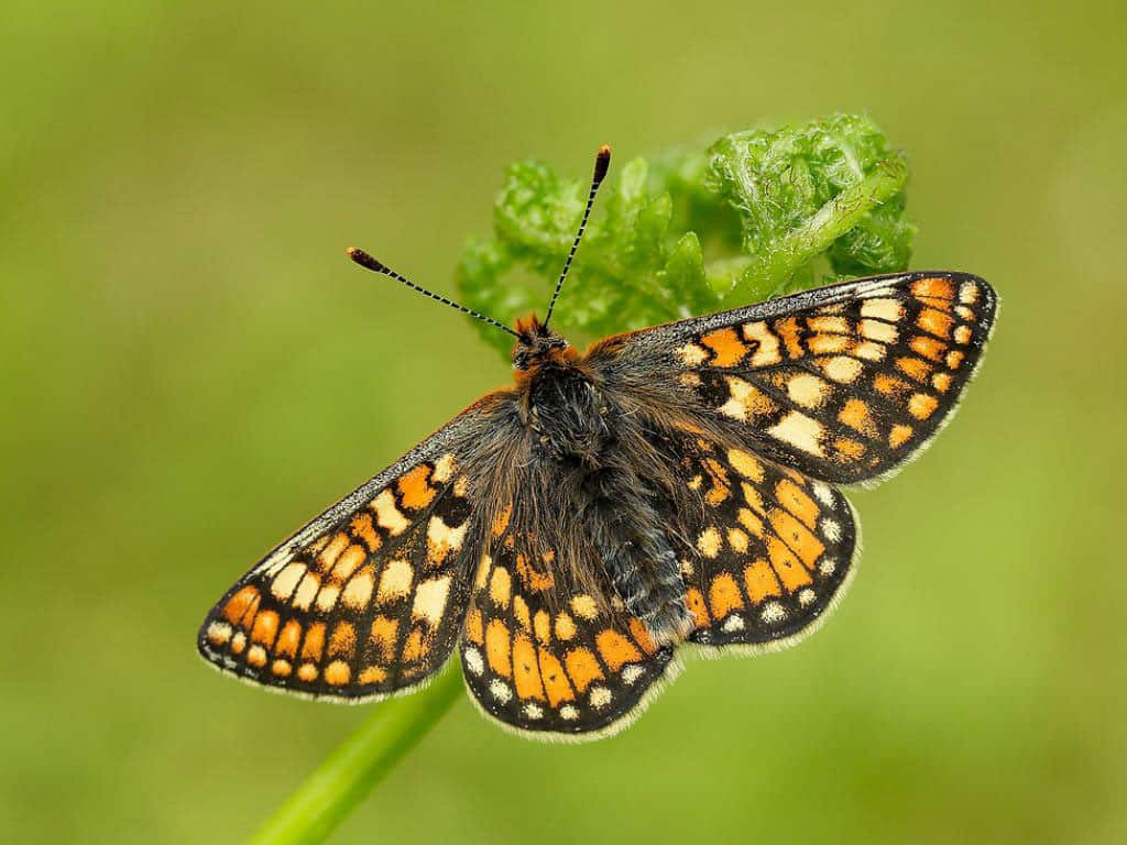 A Marsh Fritillary Butterfly