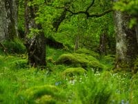 Lush, green temperate rainforest at Wild Haweswater