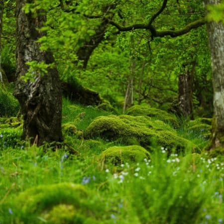 Lush, green temperate rainforest at Wild Haweswater